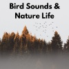 Nature Sounds for Sleep and Relaxation、Bird Sounds、Ambient Nature White Noise - Forest Afternoon
