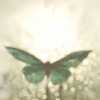 Ac、西棠 - 困在情绪天