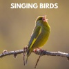 Nature Sounds for Sleep and Relaxation、Bird Sounds、Ambient Nature White Noise - Afternoon in the Forest