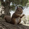 Loafing Squirrel - Under The Oak Tree