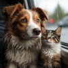 Música tranquila de la mañana、Medi Rela、Mascotas - Rapsodia De La Paz Lluviosa De Las Mascotas