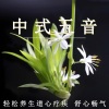 疗愈音律 - 轻松养生道