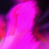 Palinopsia - Reticent