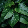 Efectos especiales del clima、Musica Lluvia Tranquila、Colectivo de música de yoga - Armonía De Yoga Con Melodías De Lluvia