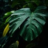 Sonidos de la naturaleza Ambi、Lluvia y frío、1 hora de música de spa - Gotas De Lluvia Para Un Masaje Etéreo