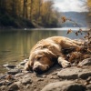 Grabaciones de naturaleza 4D、Sonidos de agua dulce、Musicoterapia para cachorros - Ritmos De Río Para Cachorros