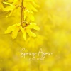 Little Story - Spring Again