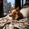 Sonidos de la Naturaleza Ruido、Ruido de Lluvia、Música para Mascotas - Armonía De Mascotas En Ritmos Lluviosos