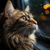 Patines、Lluvia - Lluvia de primavera、Música para dormir Gatos - Melodía Musical Del Trueno Del Gato