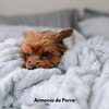 Colectivo De Música Para Perros、Musica para Perros Clásico、Perros que se Quedan en Casa - Patitas en el Paraíso