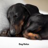 Dog Calming Music、Dog Chill Out Music、Dog Music - Paws in Paradise
