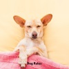 Dog Sleep Academy、Dog Total Relax、Dog Whisperer《Paws in Paradise》[MP3/LRC]