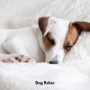 Dog Whisperer、Relaxing Dogs by the Christmas Tree、Perry Chill Dog《Paws in Paradise》[MP3/LRC]