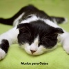 Música para Gatos Curacion、Música para gatos TA、Música para dormir Gatos《Melodías suaves de patitas》[MP3/LRC]