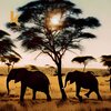 Tony Donner、RIQUO、Antonio Donner、Yekuro Losho、Valun - Mamafrica