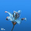Zave - Miss You