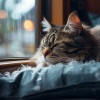 Gurú de la música tranquila、Sonido de Lluvia ASMR、Gatos somnolientos - Armonía De Llovizna Felina