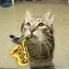 Gumz - meow