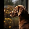 Alivio tranquilo del estrés、Grabación de lluvia、Musica Relajante para Perros Momentos - Armonía Tranquila De Lluvia Para Perros