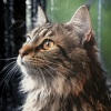 Trambiendo、Atmósferas de Lluvia、Música para descansar gatos - Susurros De Lluvia Suave Para Felinos