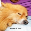 Colectivo De Música Para Perros、Musica para Perros Clásico、Perros que se Quedan en Casa - Patitas en el Paraíso