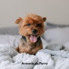 Música Para Cães Adormecidos、Música Calmante Para Cães、Música Relajante para Perros - Patitas en el Paraíso