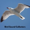 Bird Sound Collectors、Sons De La Nature、Nordic Wilderness - Bird Singing