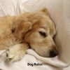Dog's Music、Dogs Music Therapy、Good Dog Music - Paws in Paradise
