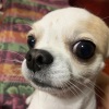 bludwalkfan - 2019-01-21 (Explicit)