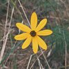 Koree - flowers (Explicit)