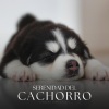 Perros que se Quedan en Casa - Transitory Notions