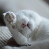 Music for Cats TA、Soothing Cat Music、Sleepy Cats - Gentle Paws Melodies