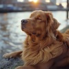 Trabajar desde Casa Background Musica、Nano Sonidos、Biblioteca de música para perros - Ondas De Mar Calmante Para La Relajación De Los Perros