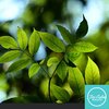 Tri-Calm Relaxation - Nature Sounds 1