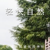 疗愈音律 - 浅听微风吧