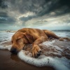 Sistemas subliminales de ondas cerebrales de ritmo binaural、Puros ritmos binaurales、Solfeo - Patas En Armonía Melódica En  El Agua