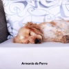 Colectivo De Música Para Perros、Musica para Perros Clásico、Perros que se Quedan en Casa - Patitas en el Paraíso