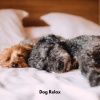 Dog Sleep Academy、Dog Total Relax、Dog Whisperer《Paws in Paradise》[MP3/LRC]