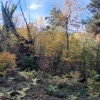 Sleepy Cat - Clairon in the Woods