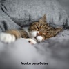 Música para Gatos Curacion、Música para gatos TA、Música para dormir Gatos《Melodías suaves de patitas》[MP3/LRC]