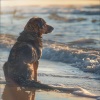 Frecuencias curativas、Biblioteca relajante del océano、Mascotas dormidas - Mascotas Serenas En La Costa Del Mar