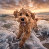 Ruidos de la Naturaleza、Olas del Atlántico、Academia de Música《Tranquilidad Oceánica Para Mascotas》[MP3/LRC]