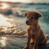 Cafe de Musica Instrumental、Sonido Submarino、Perros que se Quedan en Casa - Confort Canino Junto Al Río
