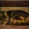 Cat Music Jukebox、Cat Musik Jukebox、Cat Music Therapy《Gentle Paws Melodies》[MP3/LRC]