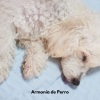 Colectivo De Música Para Perros、Musica para Perros Clásico、Perros que se Quedan en Casa - Patitas en el Paraíso