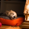 Dog Calming Music、Dog Chill Out Music、Dog Music - Paws in Paradise