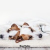 Dog's Music、Dogs Music Therapy、Good Dog Music - Paws in Paradise