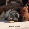 Música Para Cães、Música Ambiente、Perritos Fantásticos - Patitas en el Paraíso