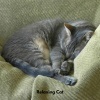 Music for Cats TA、Soothing Cat Music、Sleepy Cats - Gentle Paws Melodies