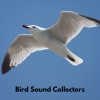 Bird Sound Collectors、Sons De La Nature、Nordic Wilderness - Bird Singing